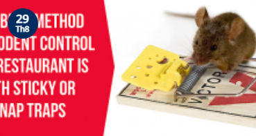 Bẫy diệt chuột - Công Ty TNHH Pestcontrol